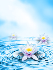 Weisse Lilien im sauberen Wasser