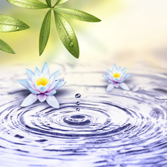 Naklejka na ściany i meble Schöne Wasserlilien im Wasser