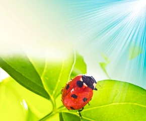 Poster lieveheersbeestje op groen blad en drop. © mashe