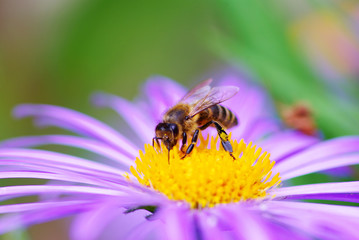 flower and bee