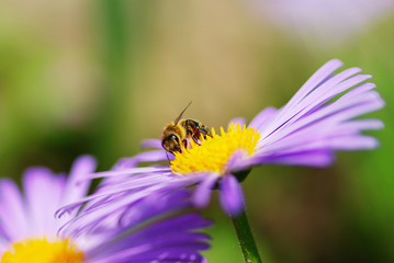 flower and bee