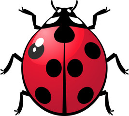 Ladybug