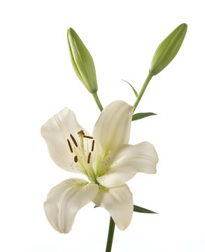 Fototapeta white lily