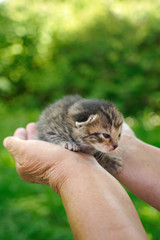 Senior’s hands holding little kitten
