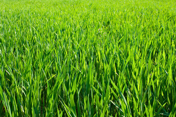 grass background