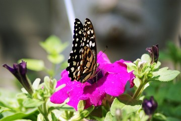 SONY DSC
