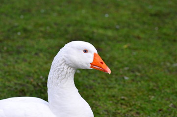 Gans