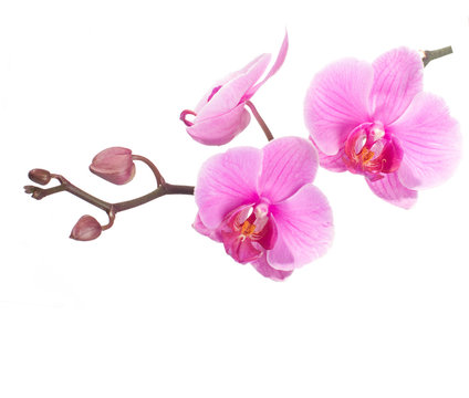 Fototapeta pink orchid