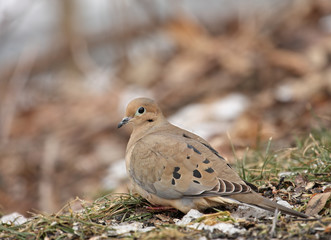 Mourning Dove (Zenaida macroura}