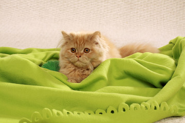 Mohairkatze (6)