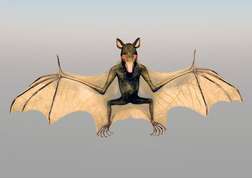 Fledermaus
