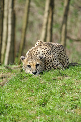 gepard