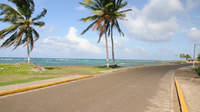 seaside scene with palm trees and dog corn island nicaragua