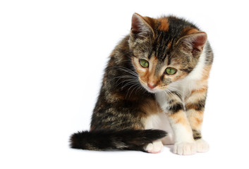 curious little cat 02