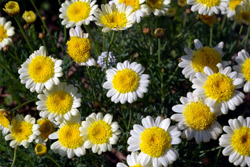 Fototapeta premium marguerittes