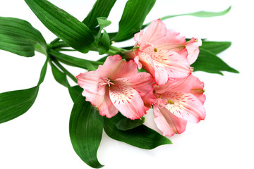 Obraz premium Flower Lily