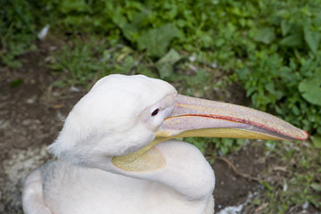 pelican's portrait