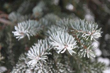 Naklejka na ściany i meble frosty pine needle