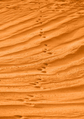 animal footprints going over ripples in the orange sand