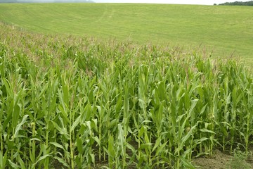 Obraz premium Corn green fields landscape outdoors