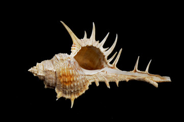Shell