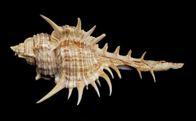 Shell