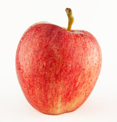 Apple (Malus sieversii)