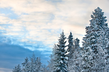 winter scenery
