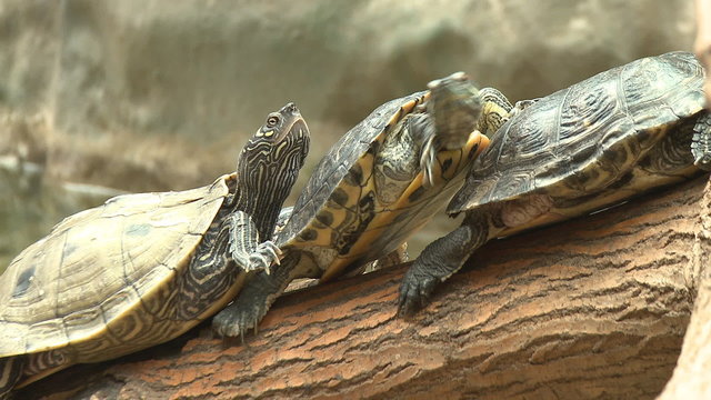 Turtle, red eared slider, sunbath on trunk