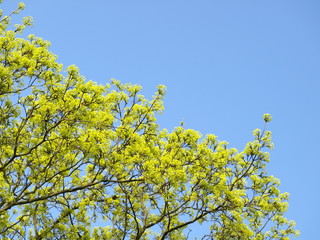yellow tree blossom