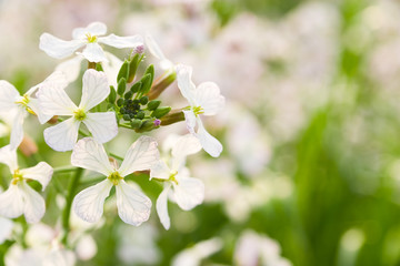 rape blossoms