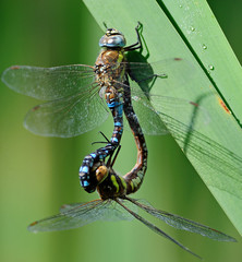Migrant Hawker (Aeshna mixta)