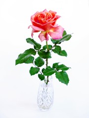 twin rose