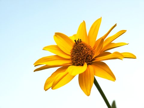 Mageritten bloom