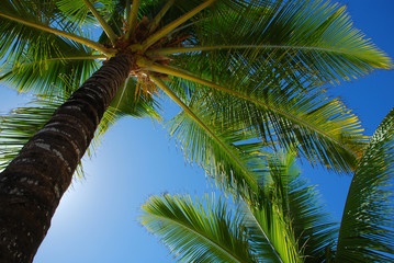 Fototapeta premium Palmeira