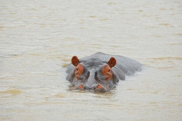 Huge hippo