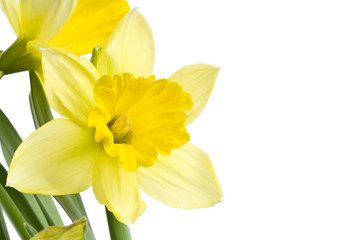 Yellow Daffodils Isolated on White