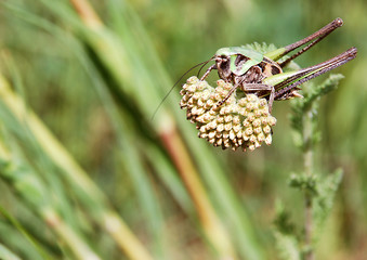 grasshopper on grass