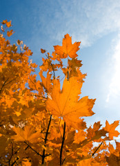 Autumnal reds leaves against a background sky.