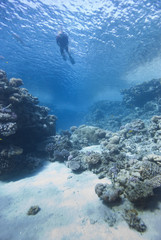 Snorkeler and coral reef