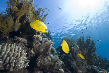 Fototapeta na wymiar Vibrant yellow tropical fish