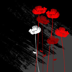floral background, poppy with a space for your text - 19942729