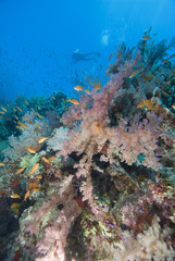 Vibrant coral sea
