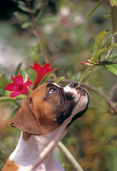 jeune boxer reniflant une fleur dans le jardin