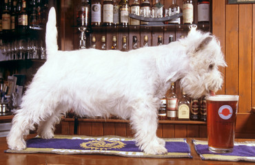 chiot westie dans un pub écossais, fidèle à ses origines