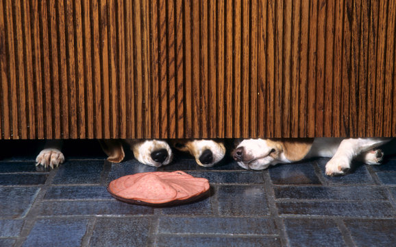 museau de beagles attirés par l'odeur de la charcuterie