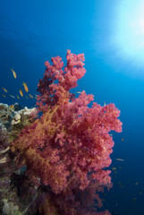 Fototapeta na wymiar Vibrant soft coral