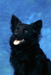 portrait d'un mudi noir &agrave; l'air joyeux