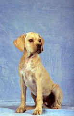 perdiguero portugues chiot assis en studio fond bleu