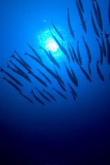 Fototapeta na wymiar Silhouette of a school of fish